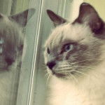 Norman - Mâle (8 ans)