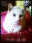 Casey - Mâle (16 ans)