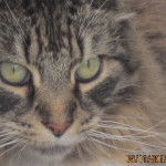 Muddy - Mâle (6 ans)