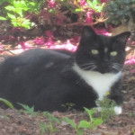 Christopher (aka Tifer) - Mâle (3 ans)