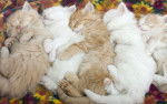 Sleeping kittens - (1 mois)