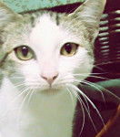 Wubzy - Mâle (3 ans)