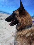 Finance - Berger Belge Malinois (2 ans)