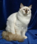 Bouda - Mâle (10 ans)