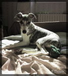 Hella Von Ho&euml;henzoller dite Hermione - Whippet (4 mois)