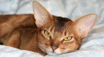 Gato Abisinio -