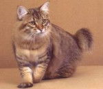 american bobtail -