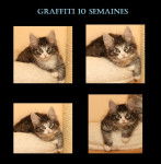 Graffiti - (1 an)
