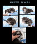 Graffiti - (1 an)
