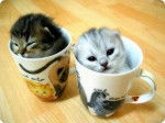 Gatitos en tazas - (1 mois)
