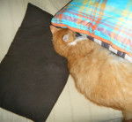 jawa - Mâle (4 ans)