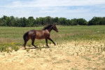dark shadow - Mâle (4 ans)