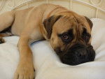 Buck - Bullmastiff M&acirc;le (4 ans)