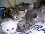cats - (2 mois)