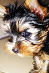 Mia - Yorkshire Terrier (2 mois)