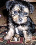 Tori - Yorkshire Terrier (5 mois)