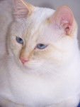 white (jumeau de kasy) - Mâle (4 ans)