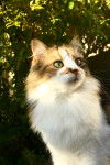 Minette - (6 ans)