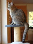 Fripouille sur l'arbre a chat - (2 ans)