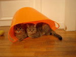 Frisquette et Fripouille dans un panier orange - (2 ans)