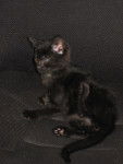 Plume Noire - (2 ans)