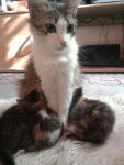 Famille Chat -