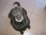 Lia - Labrador Retriever (10 ans)
