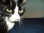 Smudge - (5 ans)