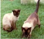 Curly on the lift Bongo on the right - Mâle (7 ans)