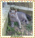 messi - Mâle (1 an)