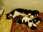 Tabby & Kittens -