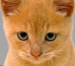 edwad - Mâle (14 ans)