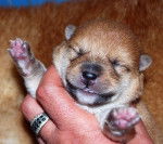 faline - Shiba Inu (1 an)