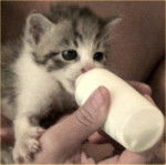 Tabasco - Mâle (2 mois)