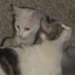 los gatos de mi madre -