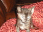 little kitty 2 - (6 mois)