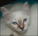 Enzo - Mâle (6 mois)