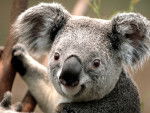 koala - (1 mois)