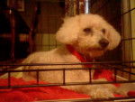 Latte' - Bichon Frisé (15 ans)