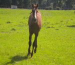 Luckyyy ? - Mâle (1 an)