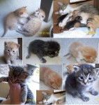 Mama and kits! - (Autre)