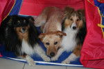Brady,Roxane,Dex -