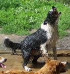 Jake - Border Collie Mâle (4 ans)