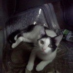 ziggie - Mâle (9 mois)