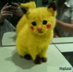 chat pika pika il ner pas trafier!! - (1 mois)