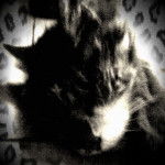 ulises (uli) - Mâle (10 ans)