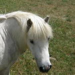 Calin - Mâle (4 mois)