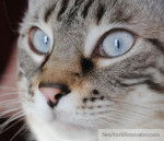 Raisi - Mâle (5 ans)