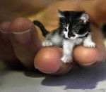 Mini chaton - Mâle (1 mois)