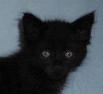 noiro - Mâle (1 mois)